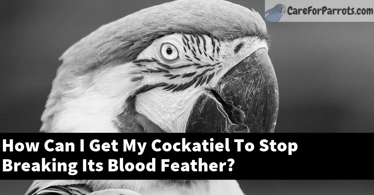 How Can I Get My Cockatiel To Stop Breaking Its Blood Feather?