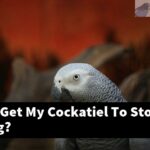 How Can I Get My Cockatiel To Stop Screeching?