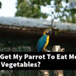 How Can I Get My Parrot To Eat More Fruits And Vegetables?