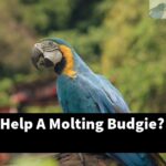 How Can I Help A Molting Budgie?