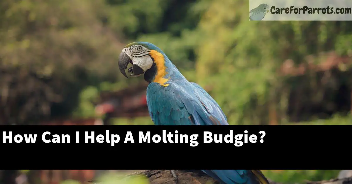 How Can I Help A Molting Budgie?