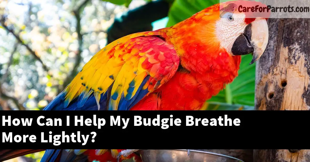 How Can I Help My Budgie Breathe More Lightly?