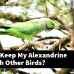 How Can I Keep My Alexandrine Parrot With Other Birds?