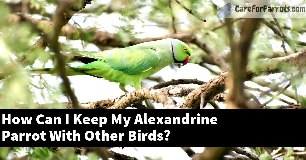How Can I Keep My Alexandrine Parrot With Other Birds?
