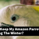 How Can I Keep My Amazon Parrot In Heat During The Winter?