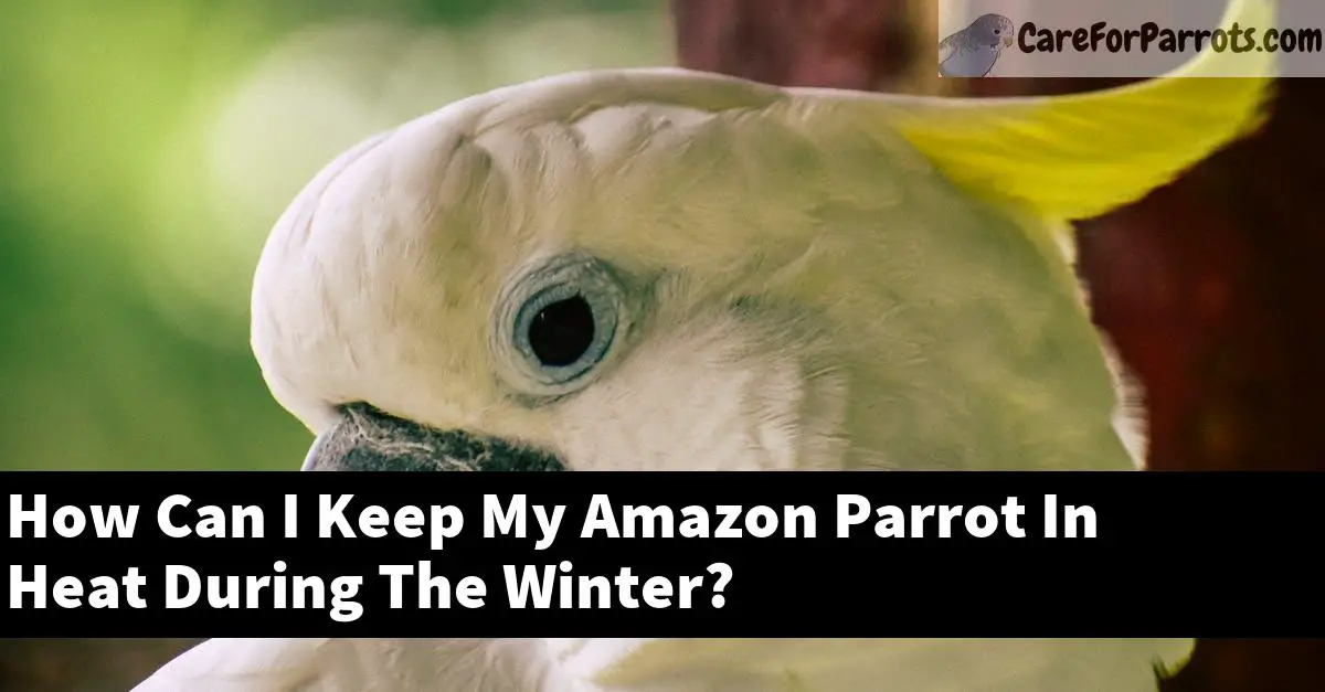 How Can I Keep My Amazon Parrot In Heat During The Winter?
