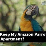 How Can I Keep My Amazon Parrot Safe In My Apartment?