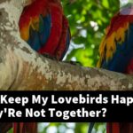 How Can I Keep My Lovebirds Happy When They'Re Not Together?