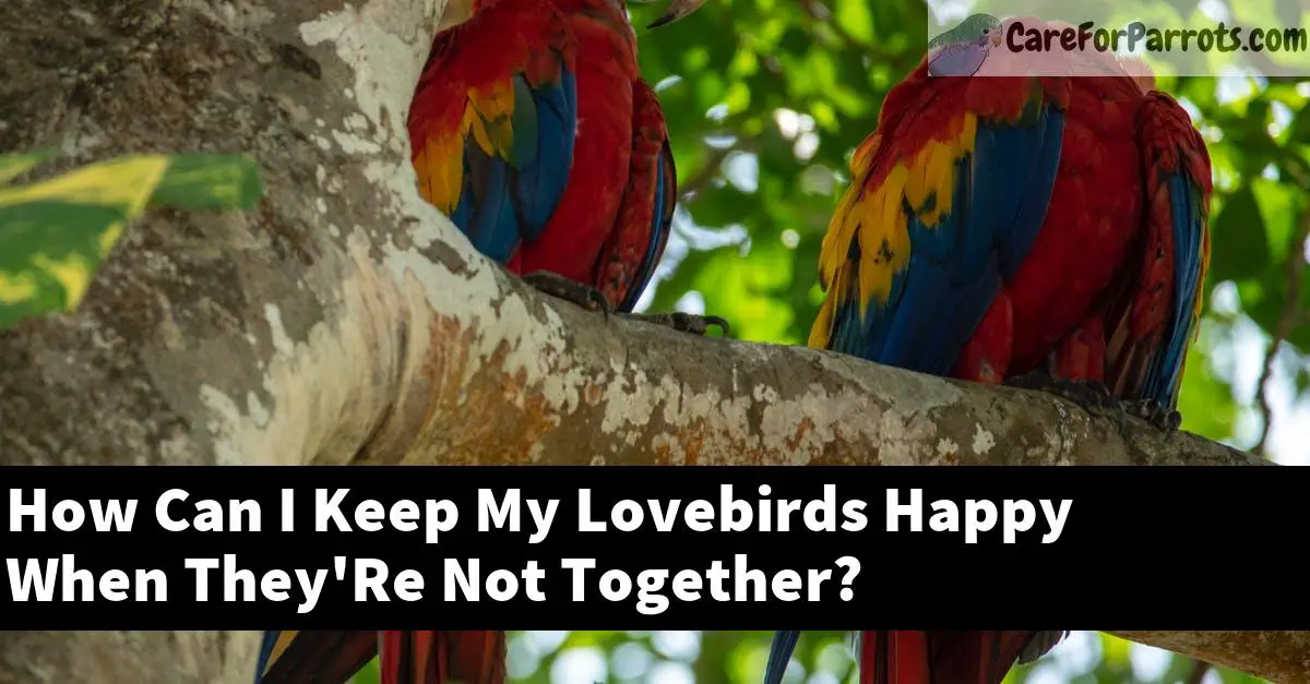 How Can I Keep My Lovebirds Happy When They'Re Not Together?