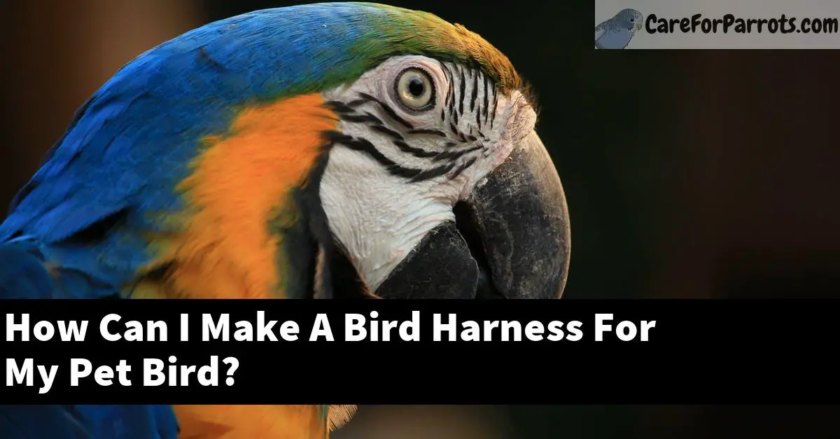 How Can I Make A Bird Harness For My Pet Bird?