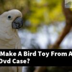How Can I Make A Bird Toy From An Old Cd Or Dvd Case?