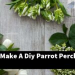 How Can I Make A Diy Parrot Perch?
