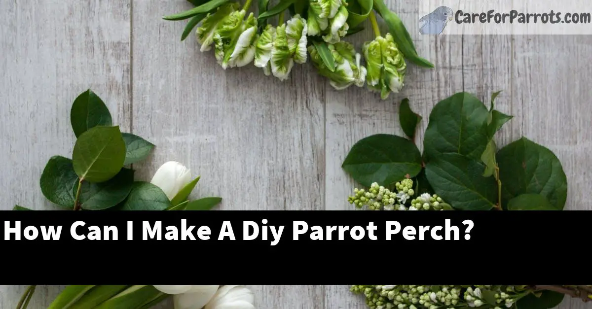 How Can I Make A Diy Parrot Perch?