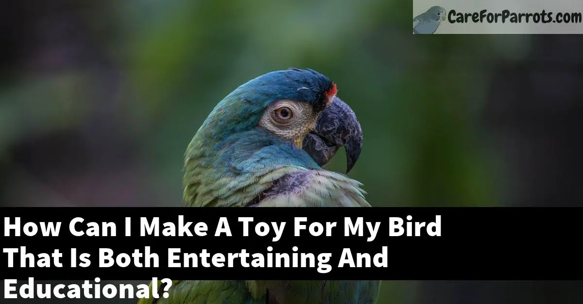 How Can I Make A Toy For My Bird That Is Both Entertaining And Educational?