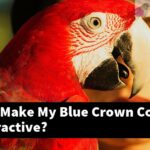 How Can I Make My Blue Crown Conure More Interactive?