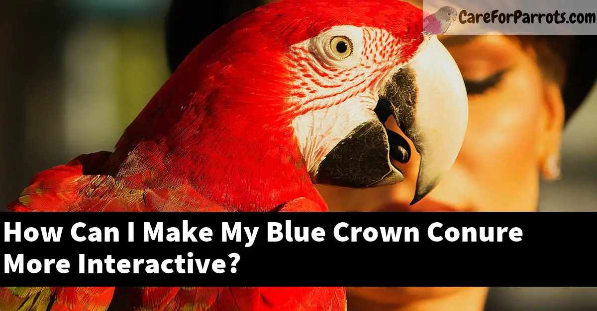 How Can I Make My Blue Crown Conure More Interactive?