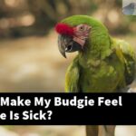 How Can I Make My Budgie Feel Better If He Is Sick?
