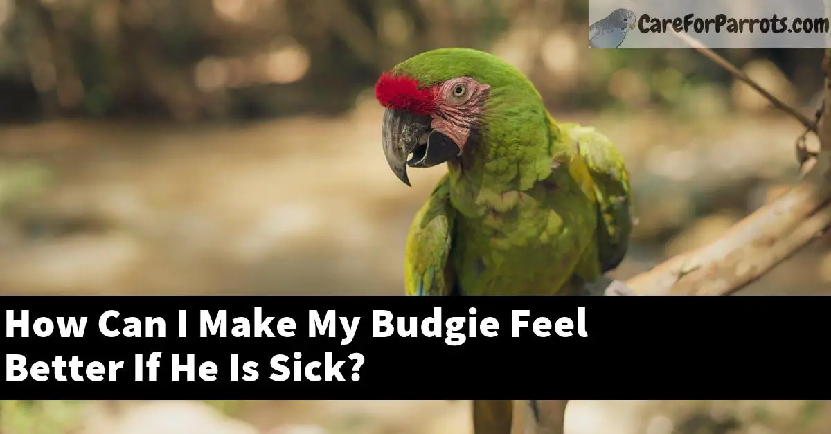 How Can I Make My Budgie Feel Better If He Is Sick?