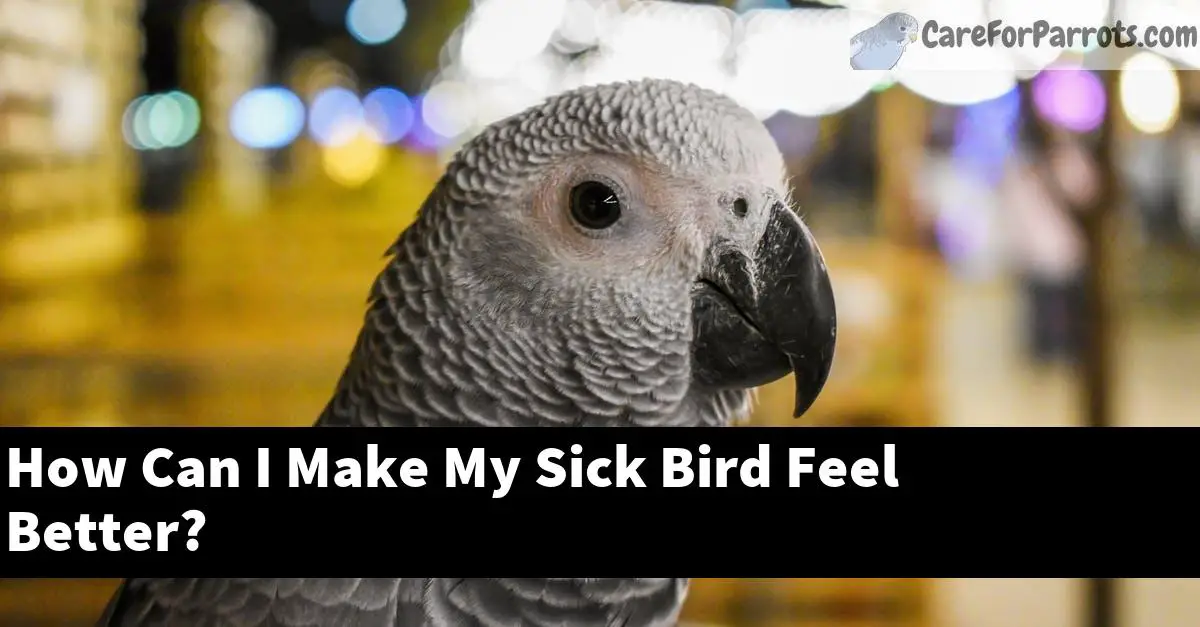How Can I Make My Sick Bird Feel Better?