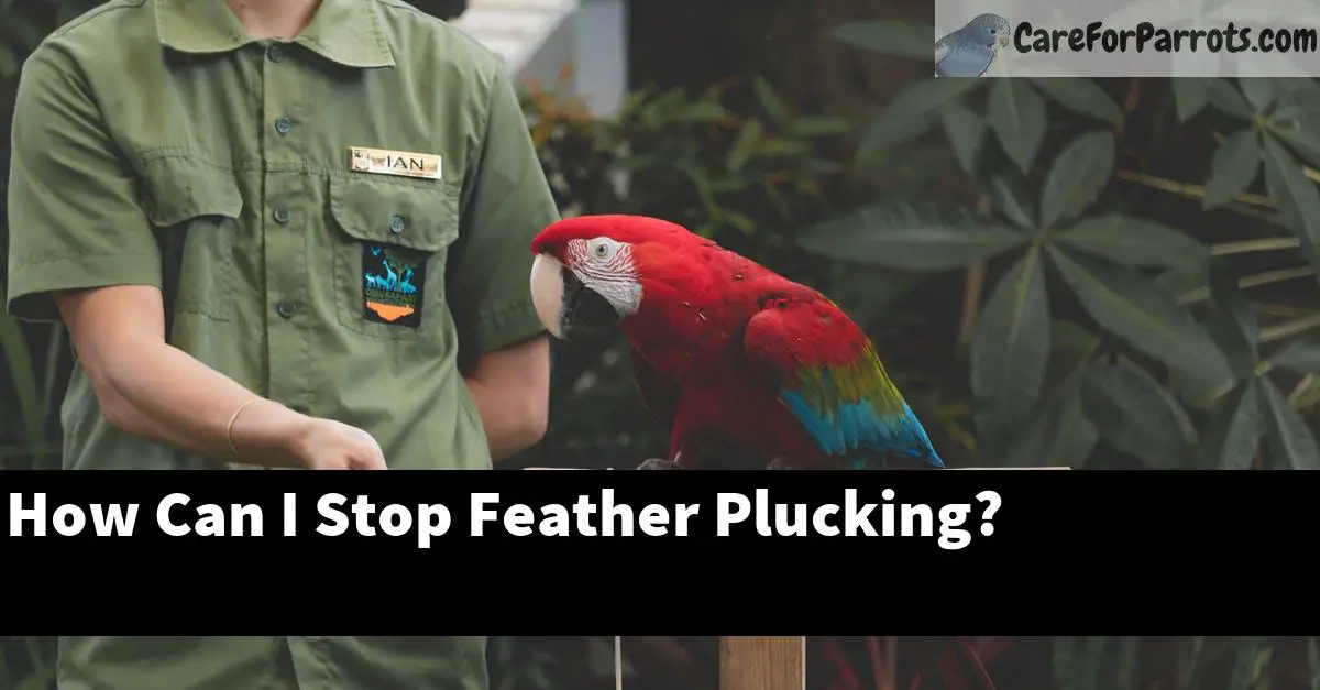 How Can I Stop Feather Plucking?
