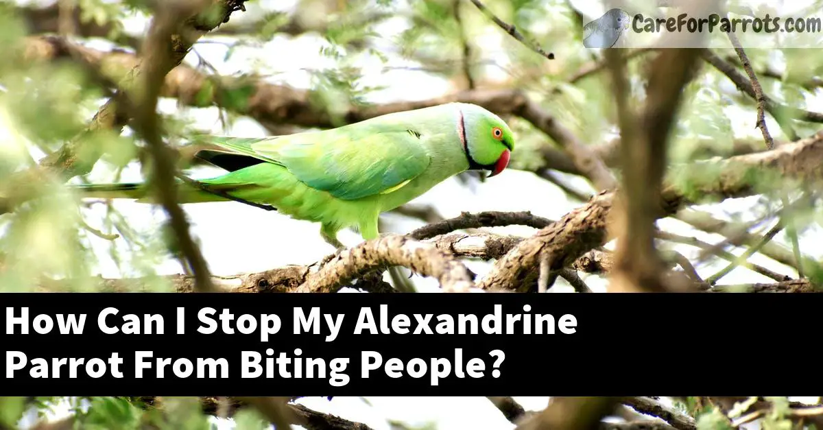 How Can I Stop My Alexandrine Parrot From Biting People?