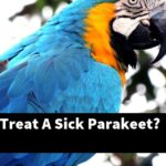How Can I Treat A Sick Parakeet?