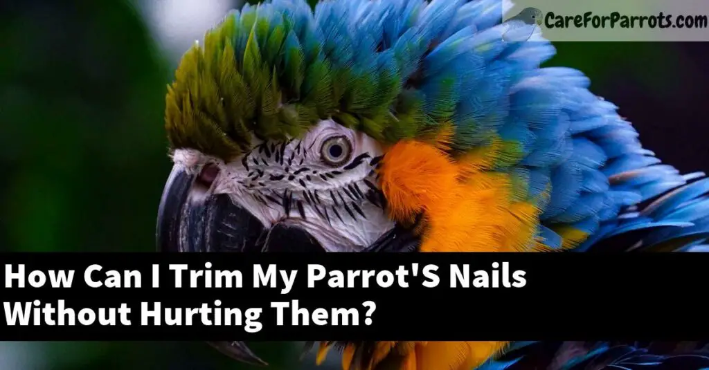 How Can I Trim My Parrot S Nails Without Hurting Them Care For Parrots