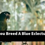 How Can You Breed A Blue Eclectus?
