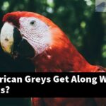 How Do African Greys Get Along With Other Birds?