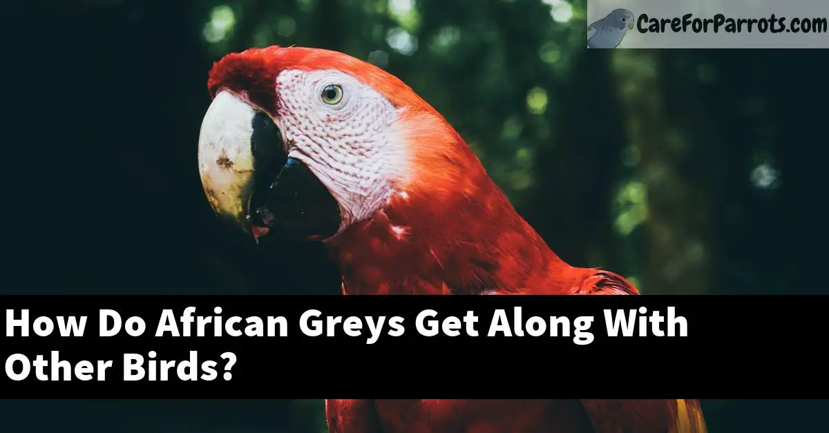 How Do African Greys Get Along With Other Birds?