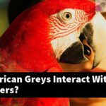 How Do African Greys Interact With Their Owners?