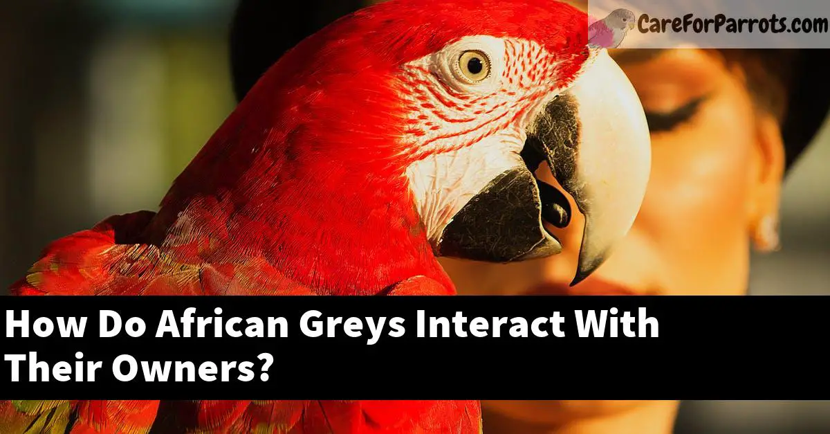 How Do African Greys Interact With Their Owners?