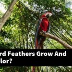 How Do Bird Feathers Grow And Change Color?