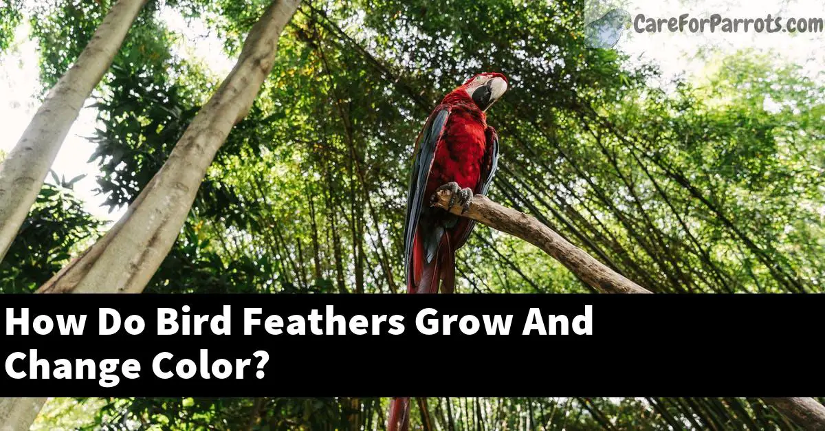 How Do Bird Feathers Grow And Change Color? Care For Parrots
