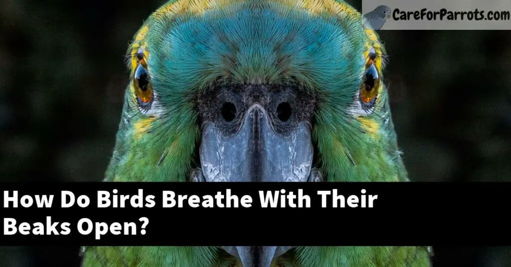 How Do Birds Breathe With Their Beaks Open? Care For Parrots