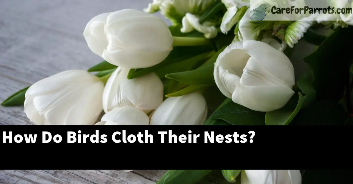 How Do Birds Cloth Their Nests?