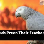 How Do Birds Preen Their Feathers?