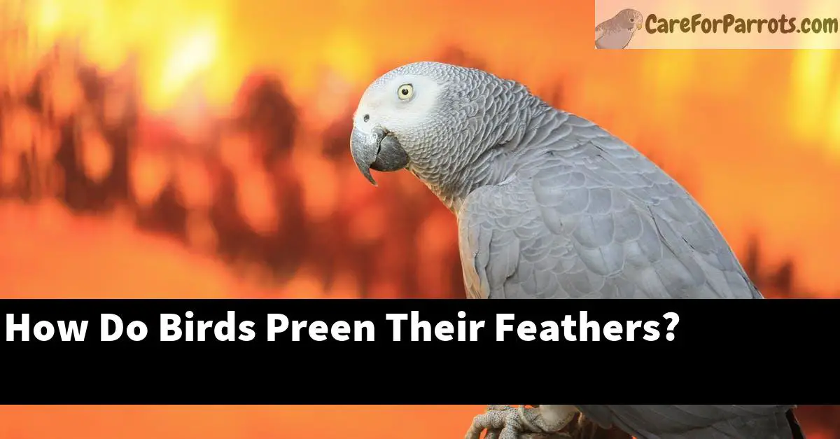 How Do Birds Preen Their Feathers?