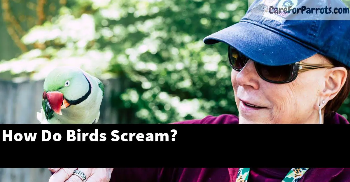 How Do Birds Scream?