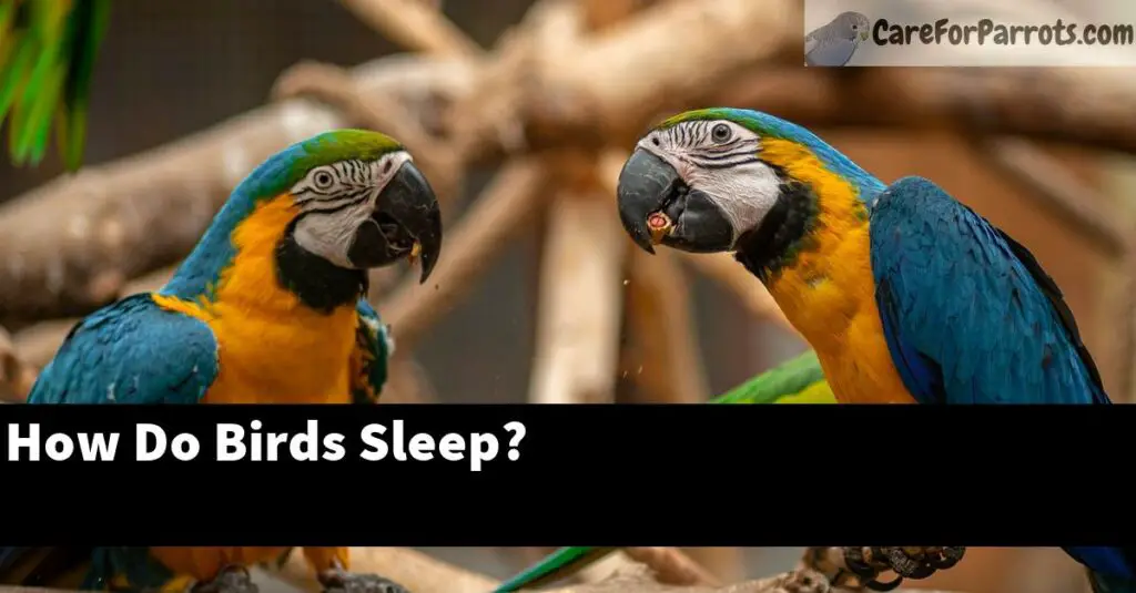 How Do Birds Sleep? - Care For Parrots