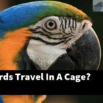 How Do Birds Travel In A Cage?