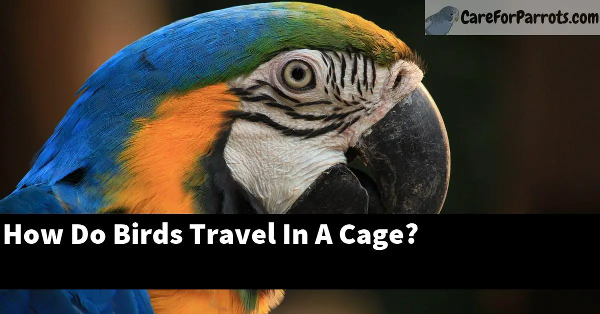 How Do Birds Travel In A Cage?
