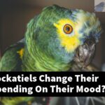 How Do Cockatiels Change Their Colors Depending On Their Mood?