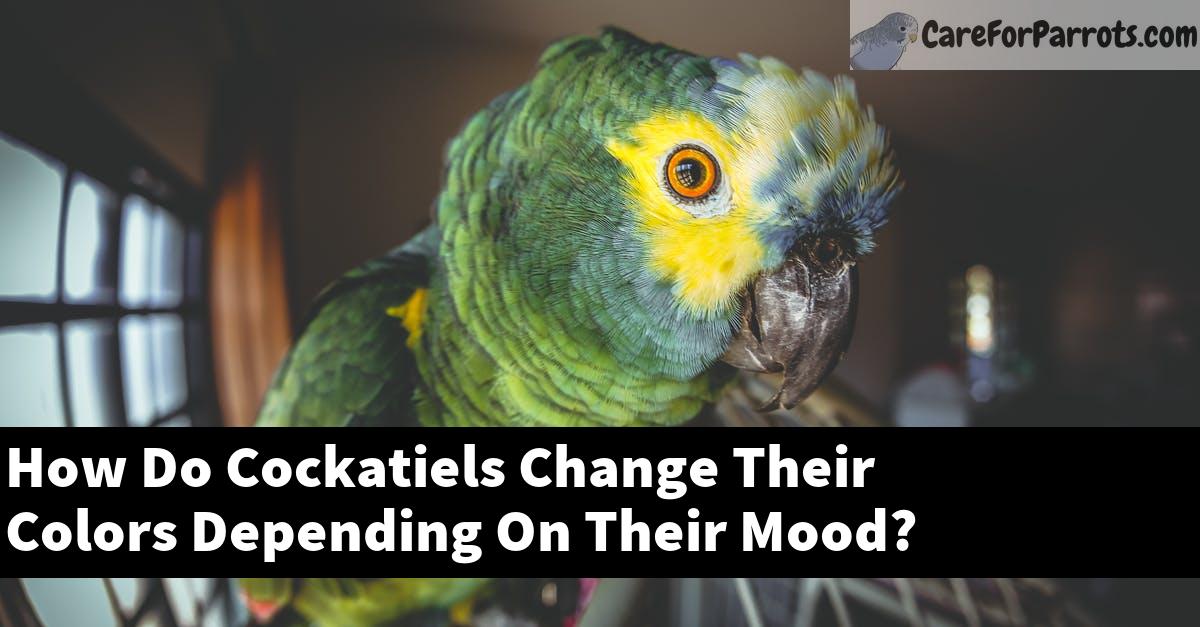 How Do Cockatiels Change Their Colors Depending On Their Mood?