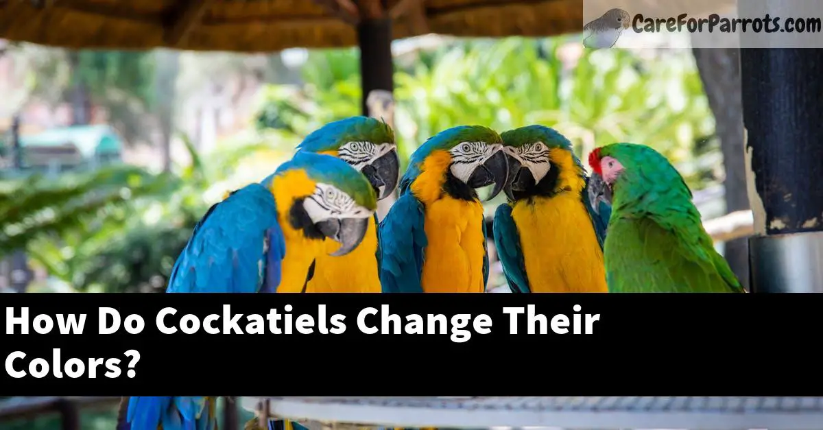 How Do Cockatiels Change Their Colors?