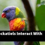 How Do Cockatiels Interact With Humans?