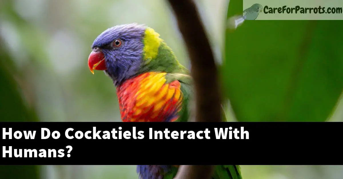 How Do Cockatiels Interact With Humans?
