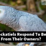 How Do Cockatiels Respond To Being Separated From Their Owners?