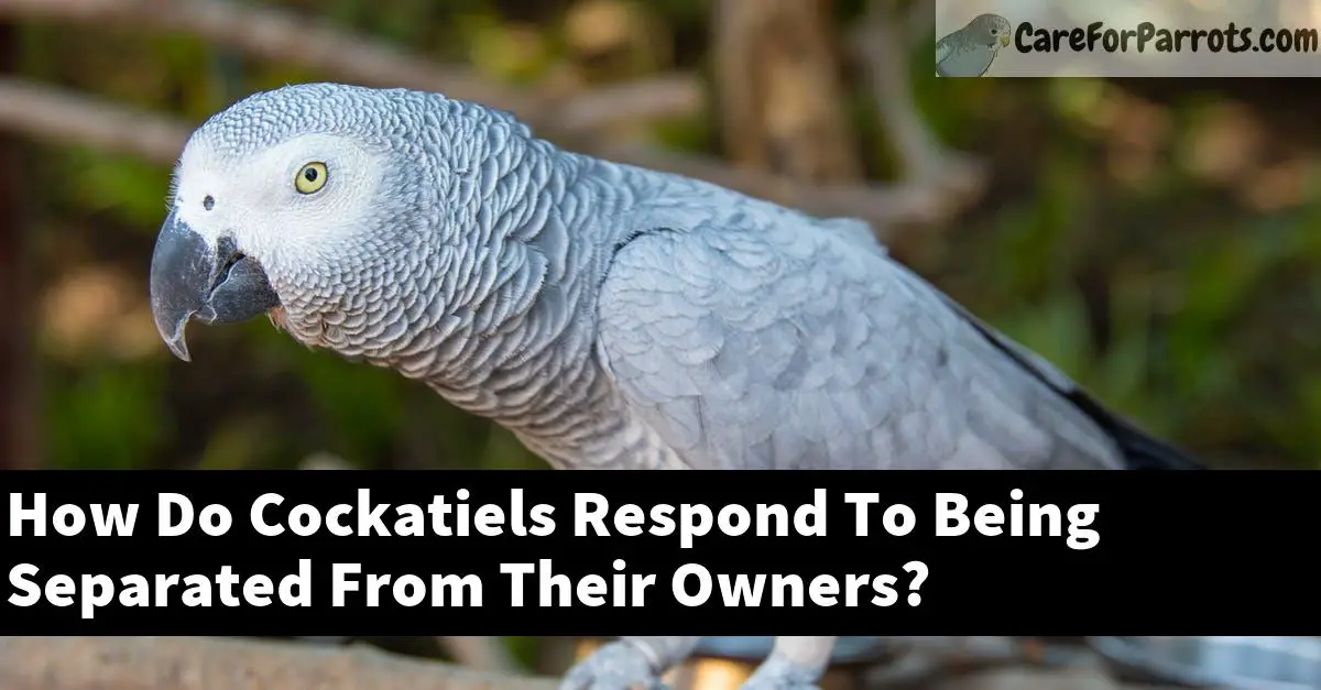 How Do Cockatiels Respond To Being Separated From Their Owners?