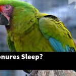 How Do Conures Sleep?
